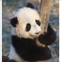 No Stimulus Money for Zoos…Except for One
