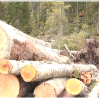 Ikea Cuts Down 400-Year-Old Trees to Make Furniture