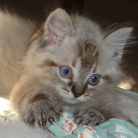Study Shows People Who Look at Photos of Cute Animals Perform Tasks Better