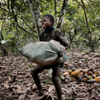 Federal Court Gives Go-Ahead for Africans to Sue Nestle in U.S. over Slave Labor Claims