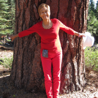 Half of California's Big Trees Are Gone