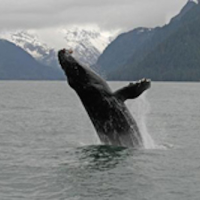 Conservationists Question Marine Fisheries’ Delisting of Certain Humpback Whales
