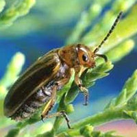 Beetles, Welcomed in Arizona to Help Save Water, May Also Wreak Environmental Havoc