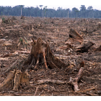 Global Tree Loss Surges—45 Million Acres Gone from the Planet in 2014