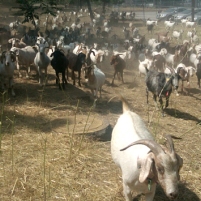 Federal Government Hires Goats to Clear Brush in California—Cheaper than Humans