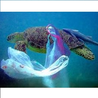 Island of Plastic Trash Twice the Size of Texas