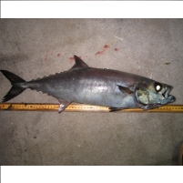 Think You’re Eating White Tuna Because the Menu Says So? Think Again