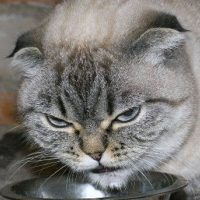 Killer Cats are a Top Threat to Nation’s Wildlife