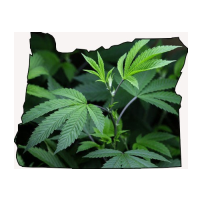 Oregonians Can Now Legally Smoke Marijuana…but they can’t Buy it or Sell it