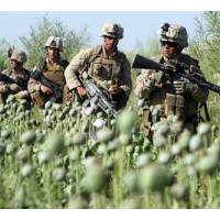 U.S. Wasted $7.6 Billion to Fight Poppy Cultivation in Afghanistan…Which is Now at an All-Time High