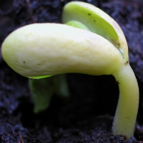 New Bill Supporting Patented Seeds Divides Aid Groups