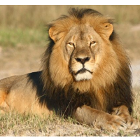 Three-Quarters of the Lions Killed in Africa are Shot by Americans