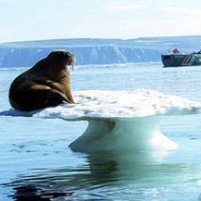 Study Claims Humans Responsible for Half of Arctic Ice Melt