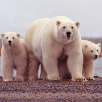 Obama Administration Suspends Scientist Who Warned of Threat to Polar Bears