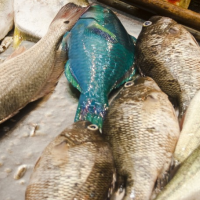Shutdown Ends Food Inspections in U.S., Leaving 90% of U.S. Seafood Imports Unchecked