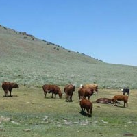 Nevada Ranchers who Deny Existence of Drought Conditions Collect Millions in Drought Relief Funds