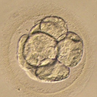 Chinese Scientists Cause Alarm after Announcing Editing of Human Genes