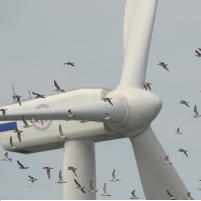 Canadian Wind Turbine Kills 10 Birds and Bats a Day