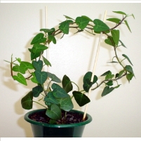 5 Plants That Best Counter Indoor Pollution