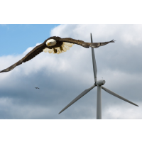 New Federal Wind-Energy Rule Would Allow Killing of Thousands of Federally-Protected Eagles