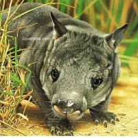 10 Most Endangered Species