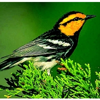 Army Deploys Endangered Bird in Fight against San Antonio Urban Sprawl