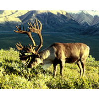 Rare Caribou Win Reprieve against Snowmobilers