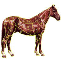 USDA Moves Closer to Approving Horse Slaughter Plant in U.S.