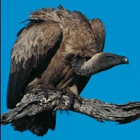 U.S. “Vulture” Funds Prey on Poor, Indebted Nations