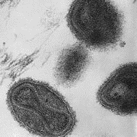 Forgotten Vials of Smallpox Found in Government Lab
