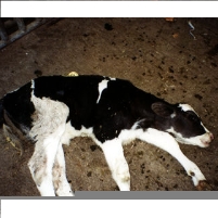 Why Does the FBI Treat Videotaping Corporate Animal Abuse as Terrorism?