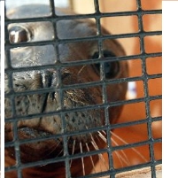 Stranded Seal Shipped Home by FedEx