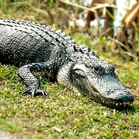 Golfer Sues Resort after Alligator Eats His Arm