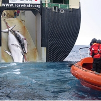 One Year After Sex-for-Votes Scandal, Whaling Commission Considers Reforms