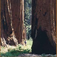 Forest Service Sued over Logging of Sequoias