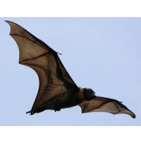 320,000 Undetected Animal Viruses Provide Potential Source of Human Infection