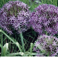 Is Global Warming Real? Just Ask the Flowers