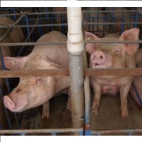 Jury Orders Hog Farm to Pay Locals $11 Million for Foul Odors