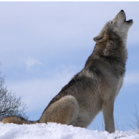 Feds Want to Lift Protection for Gray Wolf