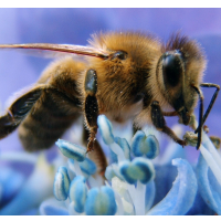 Almost One-Third of Honey Bee Colonies in U.S. Collapsed in just 6 Months