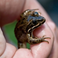 Prison Inmates Raise Endangered Frogs