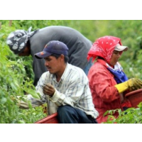 Agriculture Industry Shows Alarm at House Bill Targeting Undocumented Immigrants