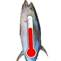 Mercury Levels in Tuna are Growing