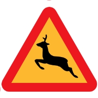 Deer Collisions in Major Rise; West Virginia Most Dangerous
