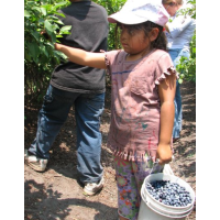 Study Finds Increased Chance of Autism for Children Born Near Commercial Pesticide Use