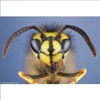 More Americans Killed by Bees and Wasps or Falling Televisions than by Terrorists