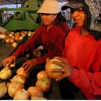 10 Occupations with the Highest Percentage of Latinos