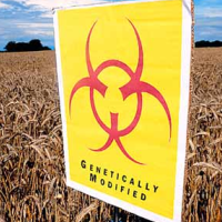 Every Year, Americans Eat more than their Weight in Genetically Engineered Foods