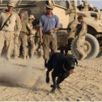 Military Dog Surge in Afghanistan