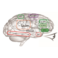 Artificial Brain Answers IQ Test Questions